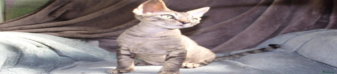 Devon Rex Kitten 1