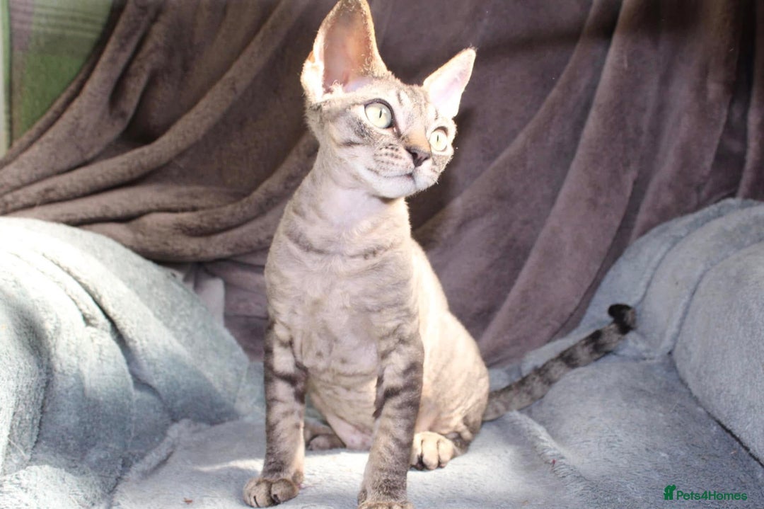 Devon Rex cats for sale: GCCF Devon Rex kittens - Image 14