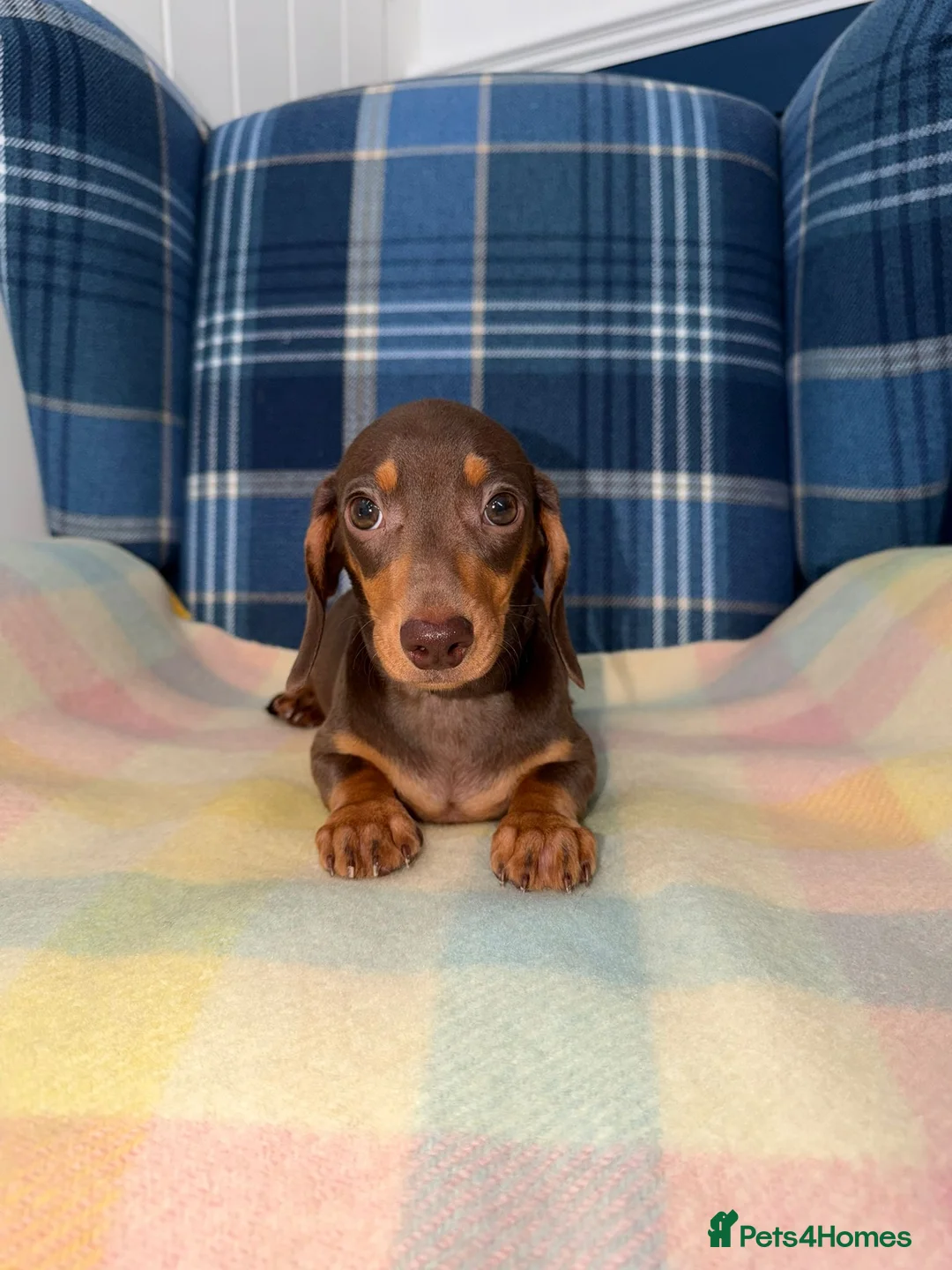 Miniature Dachshund dogs for sale: Stunning Chocolate Mini Dachshunds READY NOW - Advert 1
