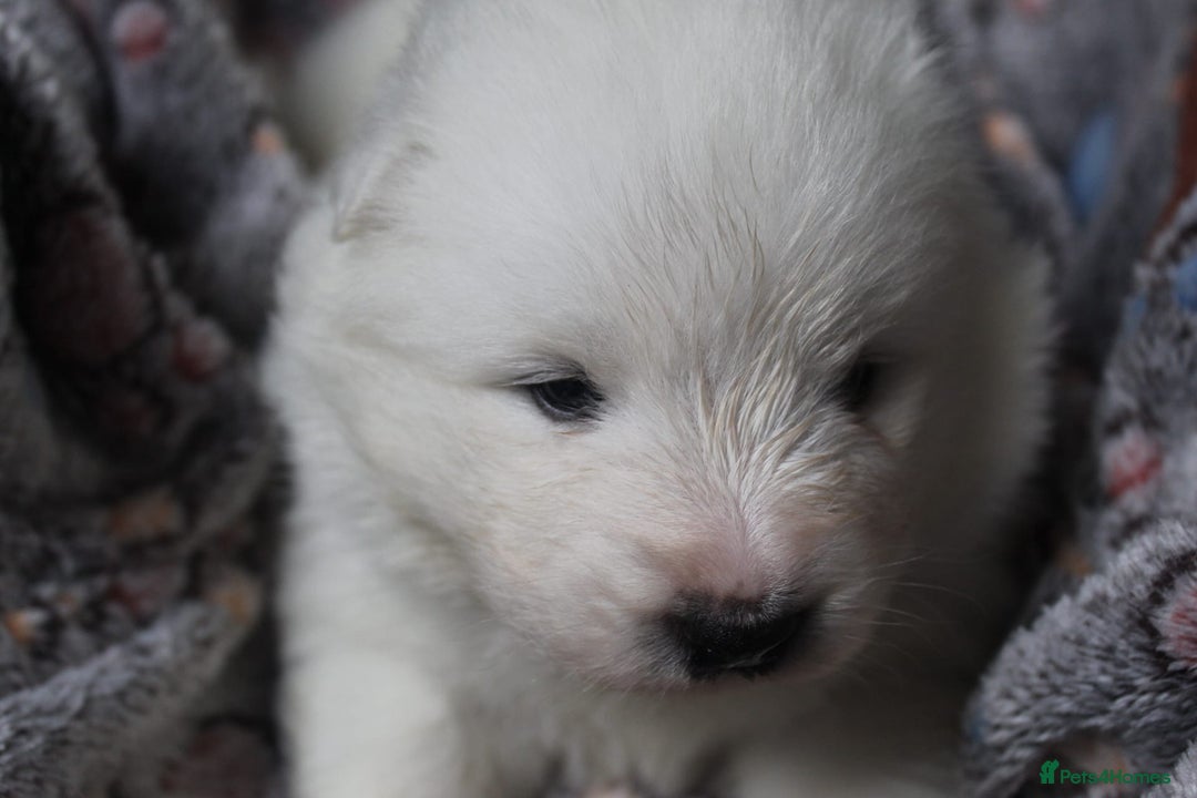 Samoyed dogs for sale: Samoyed puppies - fluff and joy - Image 32