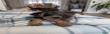 Yorkshire Terrier 4