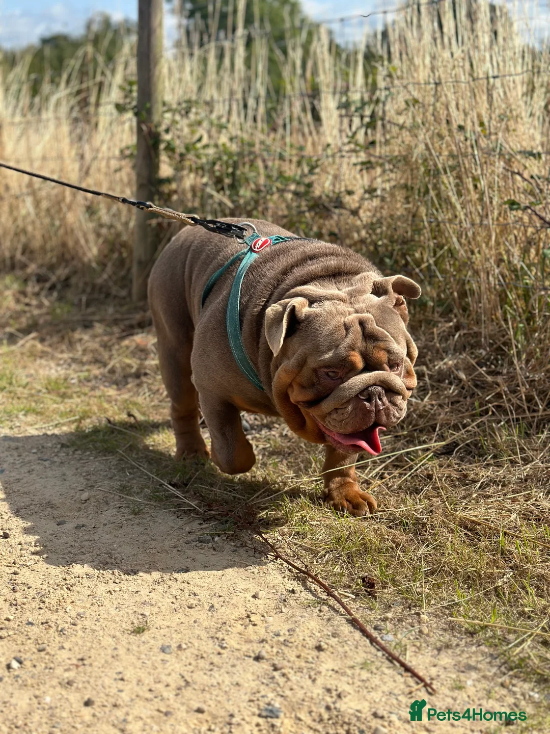 English Bulldog dogs for stud: full suited English bulldog stud well proven in Leicester - Advert 8