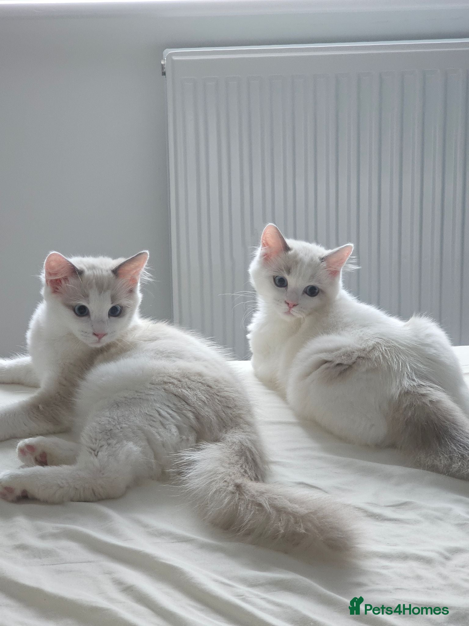 Ragdoll cats Ragdoll Bicolor- 2 playful girls. - Advert 1