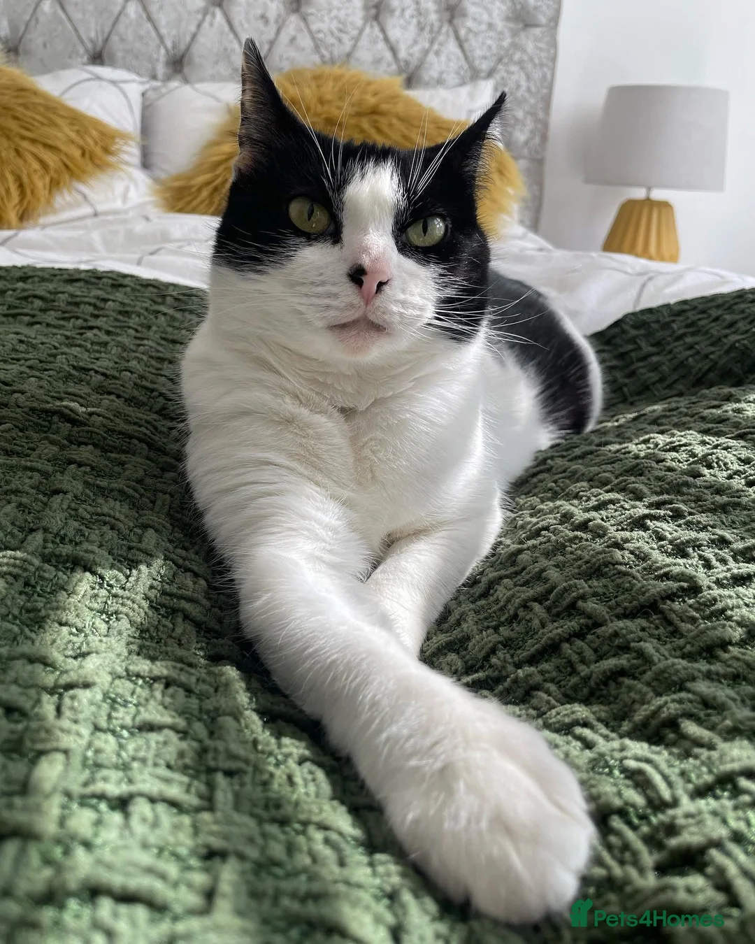 Domestic Shorthair cats for sale: Ellie - 9 years old. Looking to rehome - Advert 7