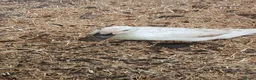 Ducks poultry for sale: Beautiful welsh harlequin duck - Advert 2
