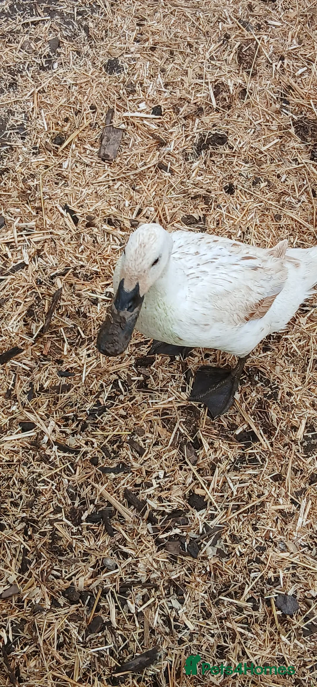 Ducks poultry for sale: Beautiful welsh harlequin duck - Advert 2