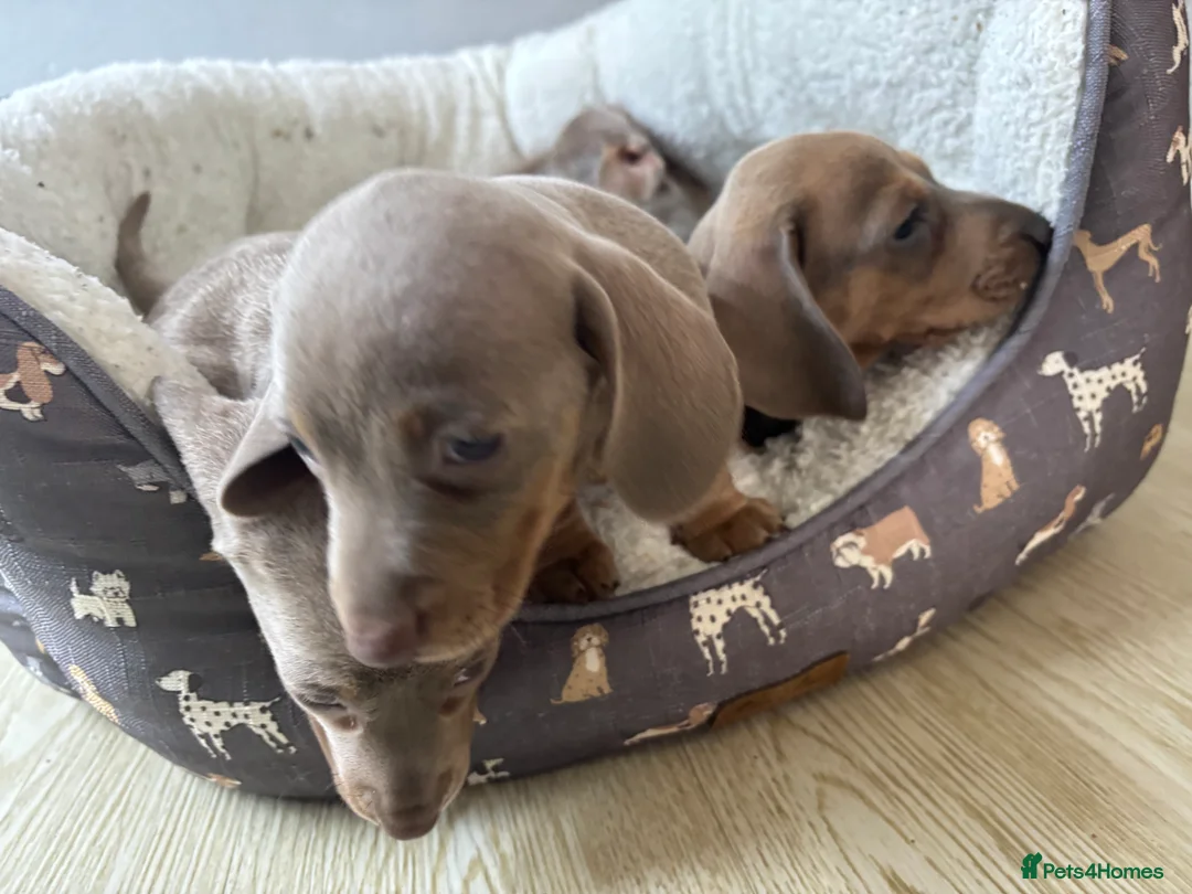 Dachshund dogs for sale: 4 beautiful Isabella and tan puppy’s  - Advert 16