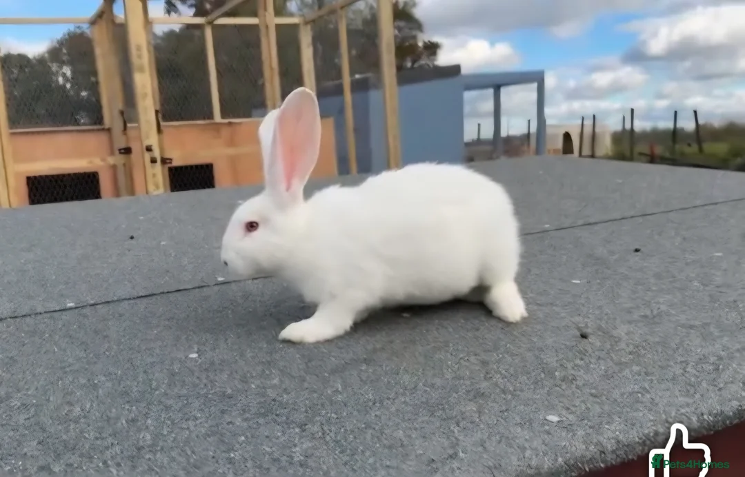 New Zealand rabbits for sale: New Zealand  - Advert 2