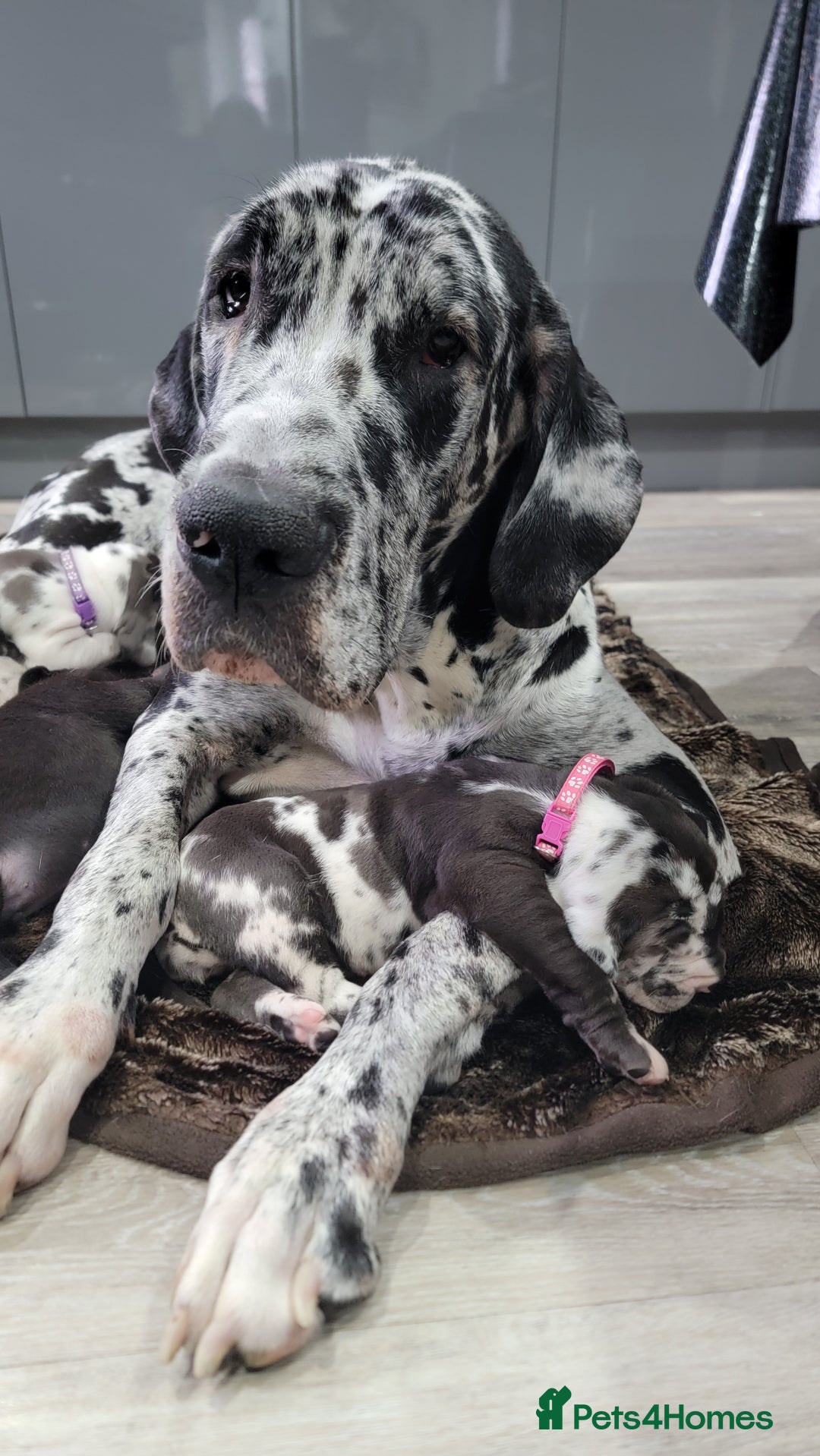 Great Dane dogs for sale: Stunning Great Dane puppies  - Advert 19