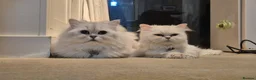 Persian cats for sale: Beautiful white male  - Advert 2