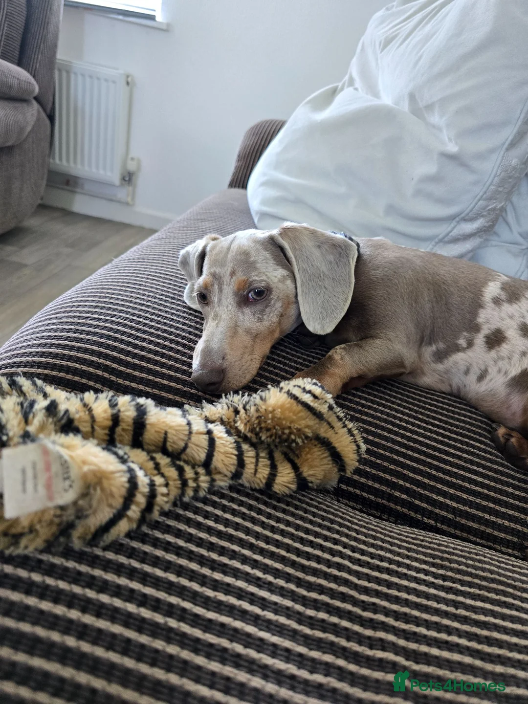 Miniature Dachshund dogs for sale: Isabella dapple miniature dachshund  - Advert 2
