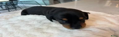 Miniature Dachshund Puppy 1