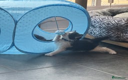 Ragdoll cats for sale: Ragdoll X kittens - Image 12