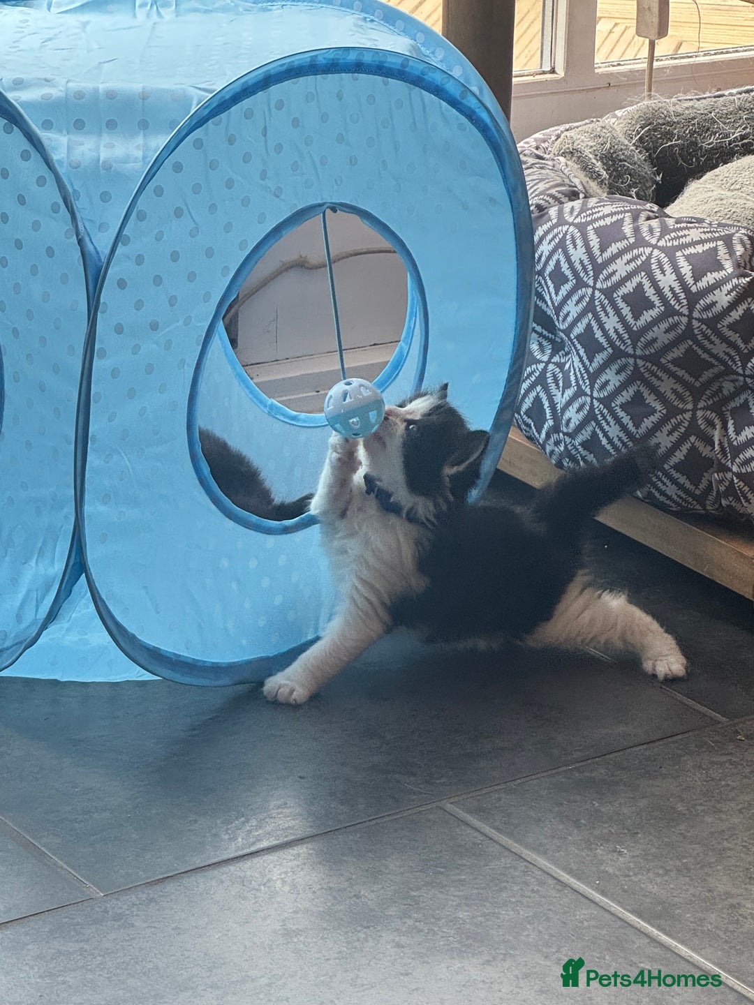 Ragdoll cats for sale: Ragdoll X kittens - Image 12