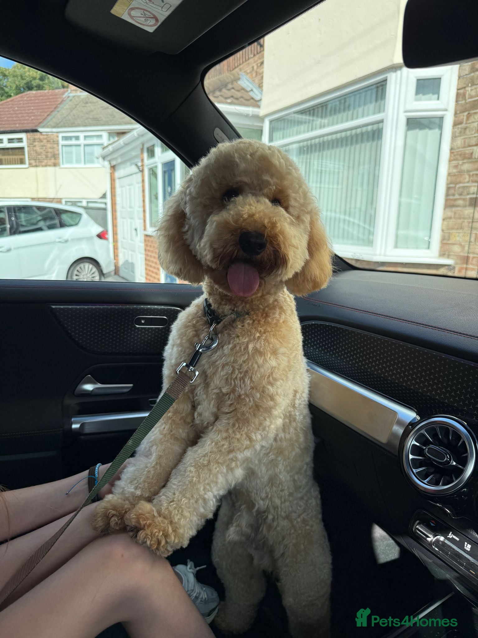 Cockapoo dogs Cockapoo for sale  - Advert 2