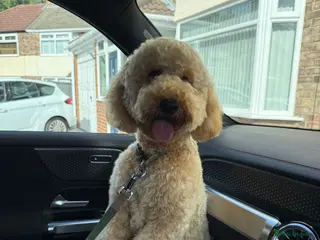 Cockapoo dogs Cockapoo for sale - Advert 2