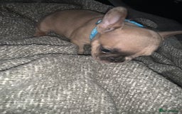 French Bulldog dogs for sale: REDUCED!!🥰Ready SOON 🐾 French bulldog puppies - Image 16
