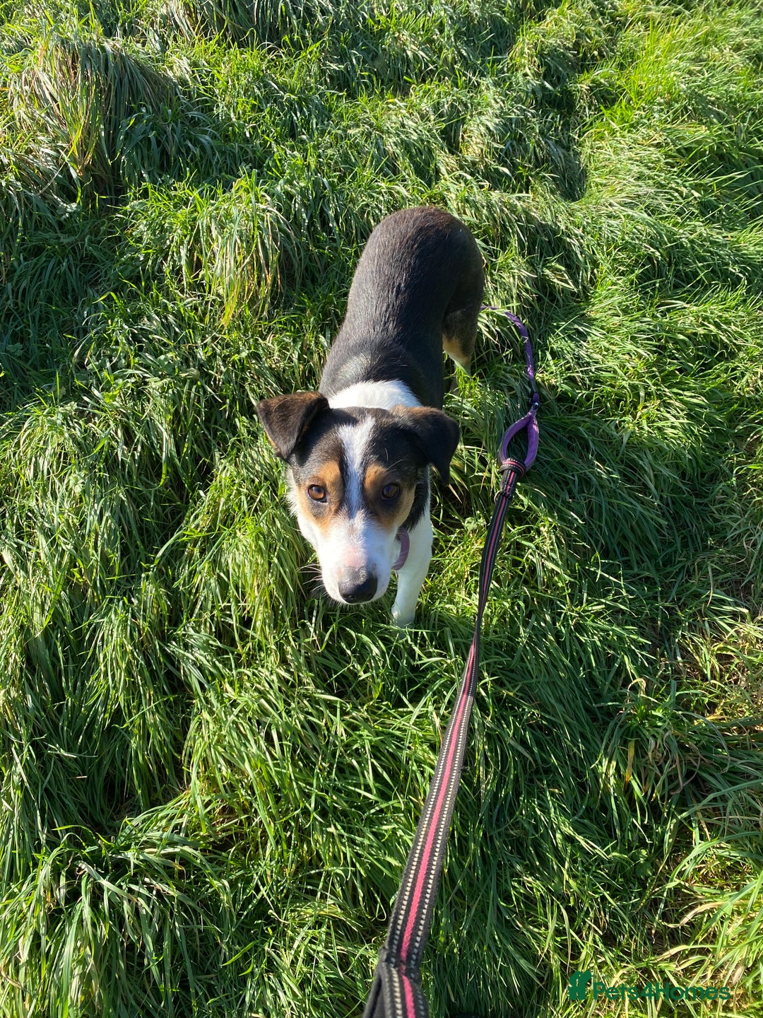 Mixed Breed dogs for adoption: Angel 👼🏼  - Advert 5