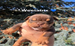 Olde English Bulldogge dogs for sale: RAINBOW OLD ENGLISH LITTER !!! - Image 13