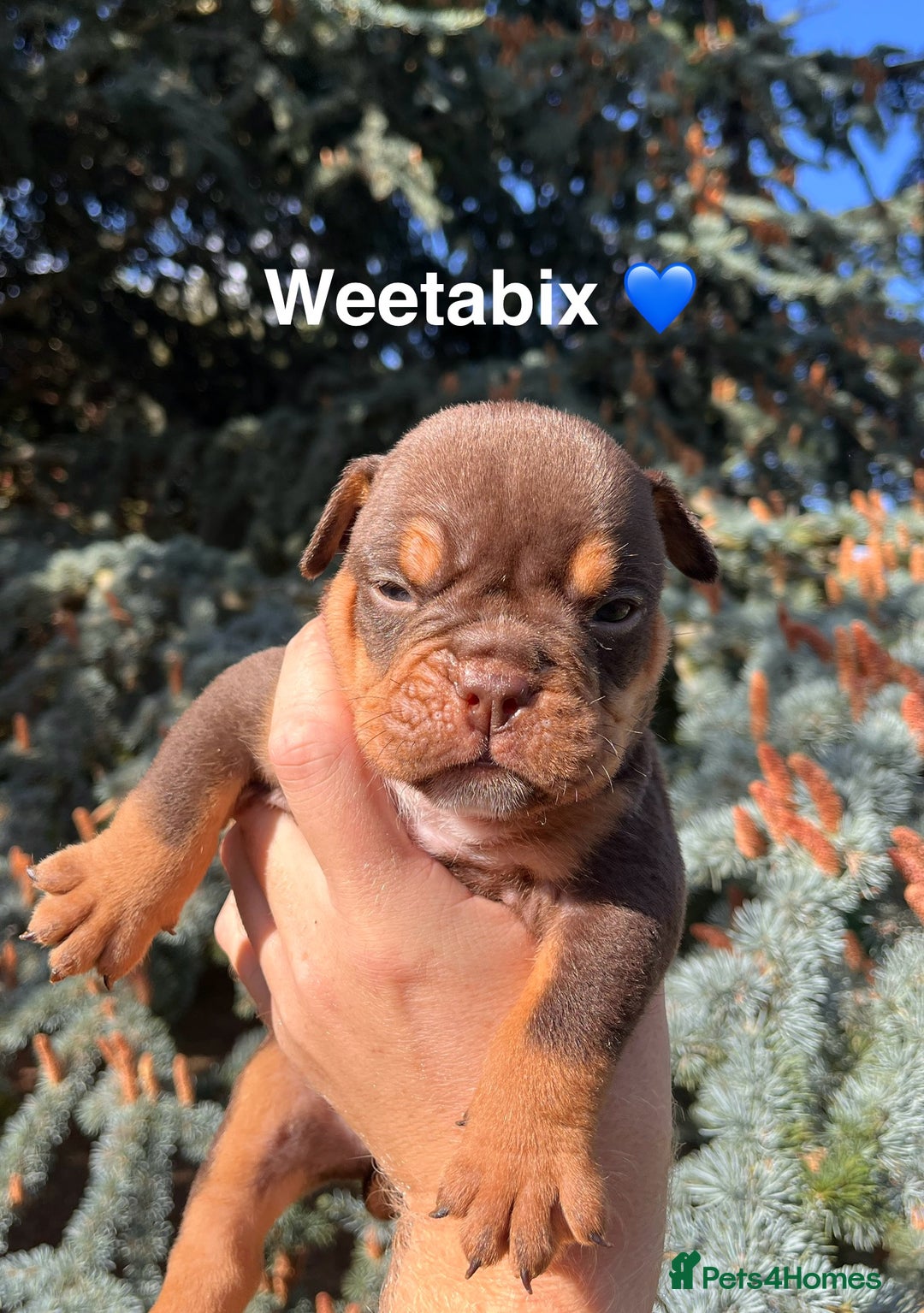 Olde English Bulldogge dogs for sale: RAINBOW OLD ENGLISH LITTER !!! - Image 13