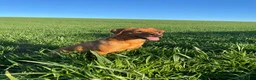 Labrador Retriever dogs for sale: KC Registered Fox Red Labrador Puppies  - Advert 2