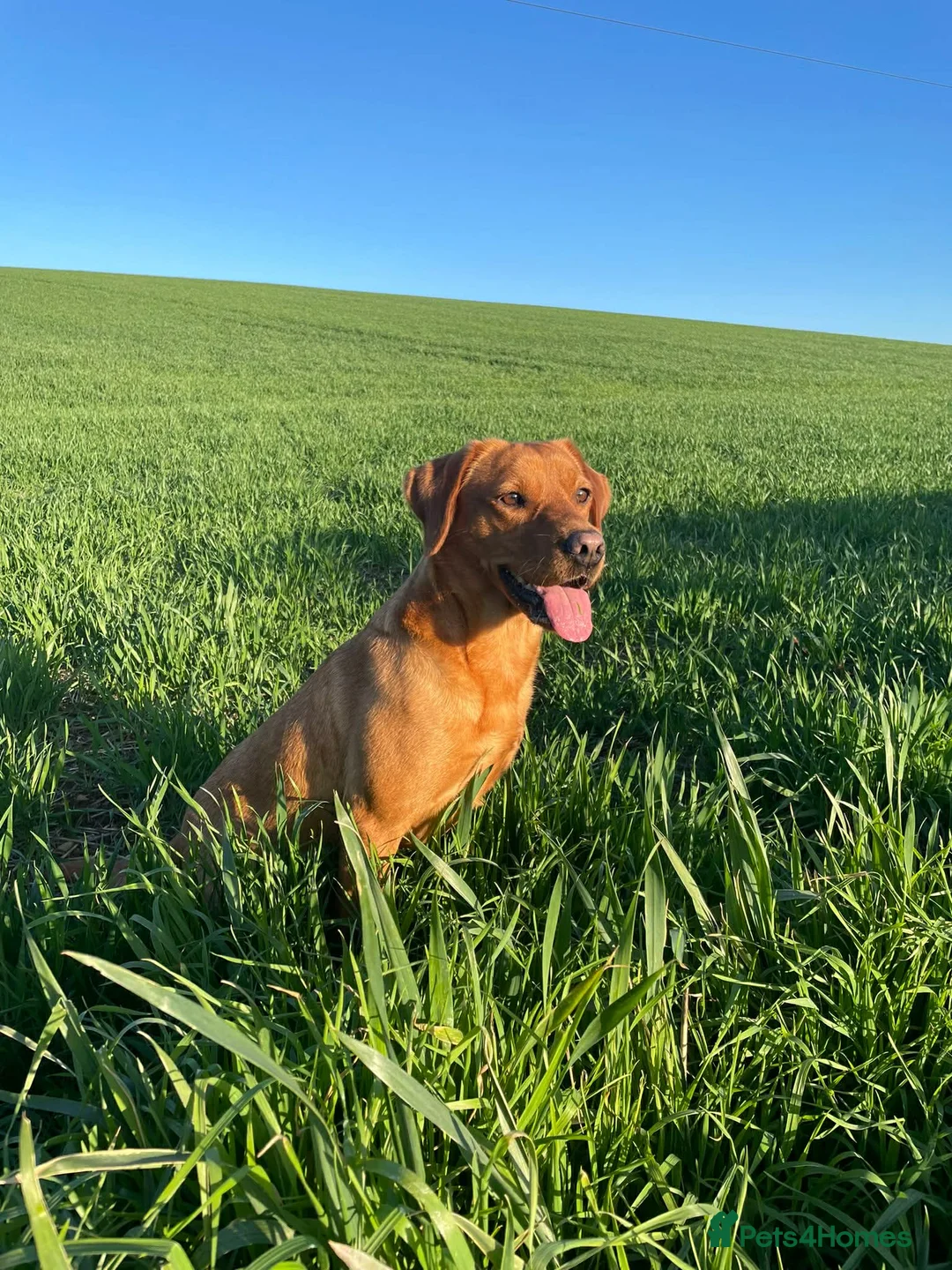 Labrador Retriever dogs for sale: KC Registered Fox Red Labrador Puppies  - Advert 2
