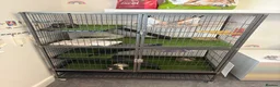 Rat rodents for sale: oreo, cheeto kitkat & coco need loving home  - Advert 6