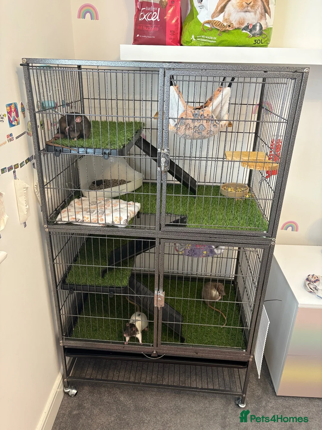 Rat rodents for sale: oreo, cheeto kitkat & coco need loving home  - Advert 6