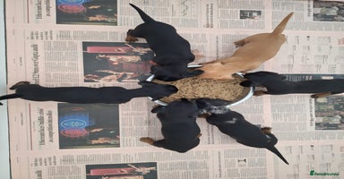 Dachshund dogs - Advert 5