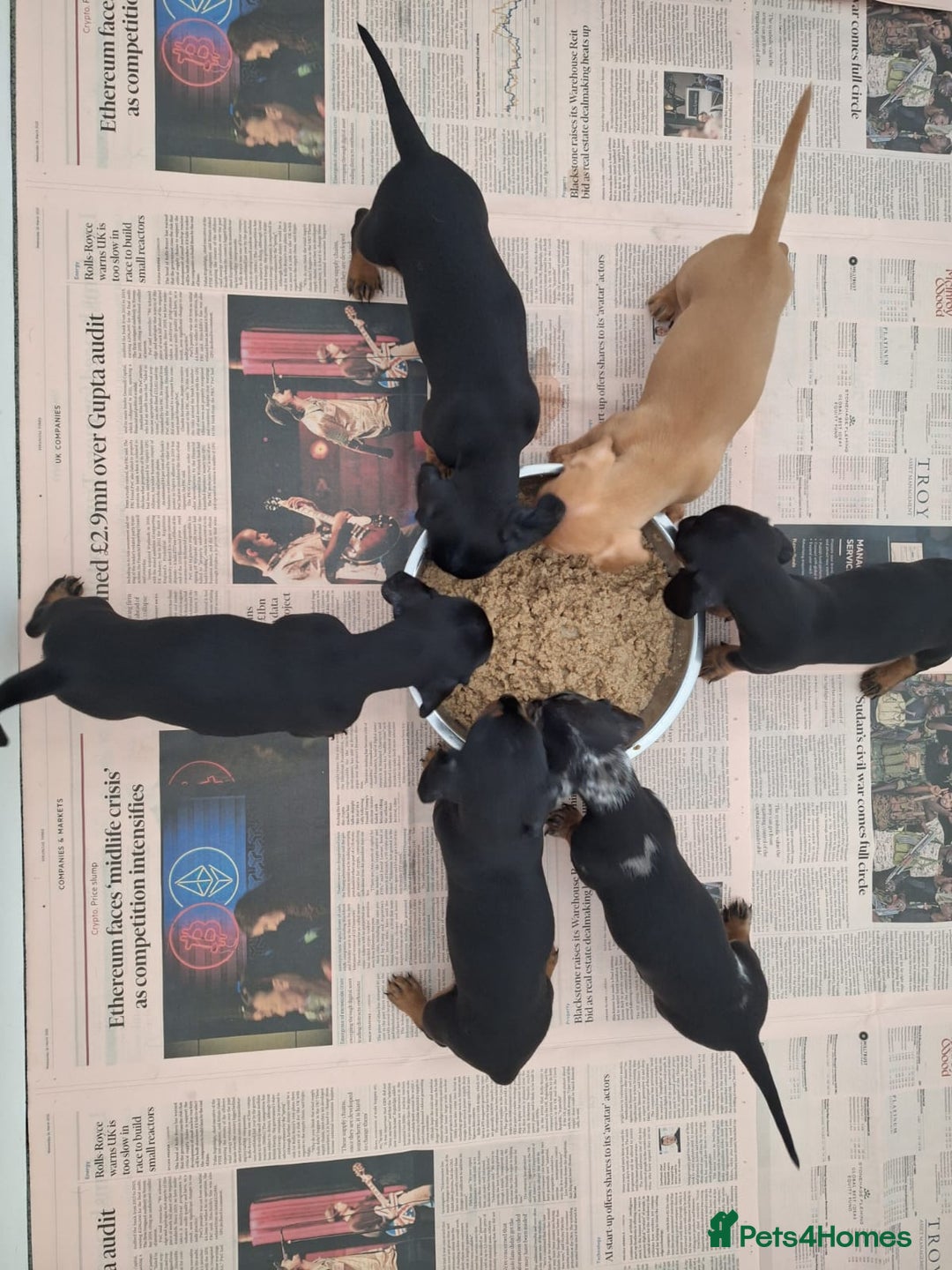 Dachshund dogs for sale: BEAUTIFUL TRUE MINI DACSHUNDS READY 22ND - Image 2