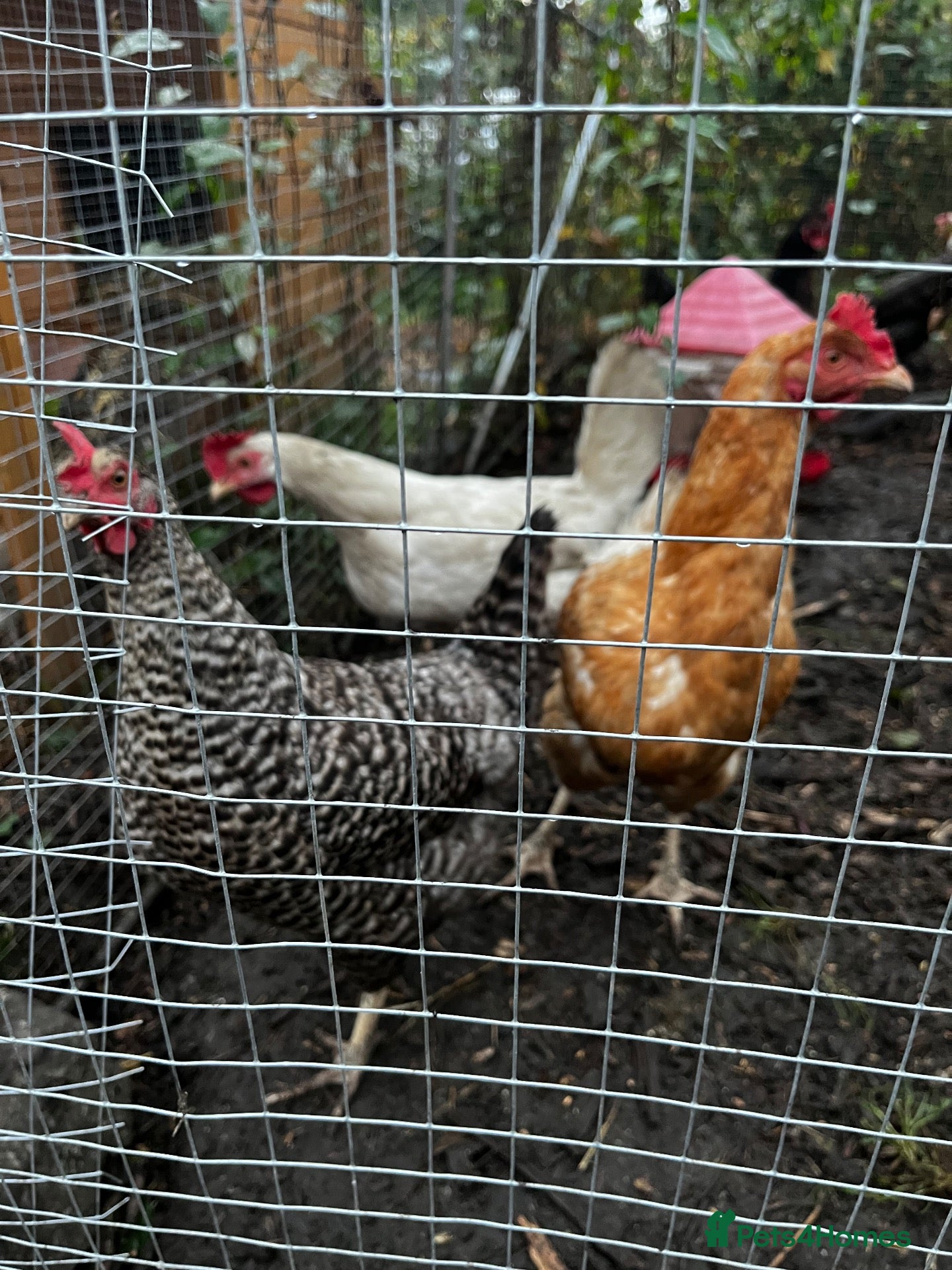 Hens poultry Hens for sale £15 each mix - Advert 3