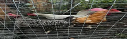Hens poultry for sale: Hens for sale £15 each mix - Advert 1