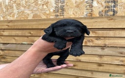 Cocker Spaniel dogs for sale: Cocker Spaniel Pups  - Image 2