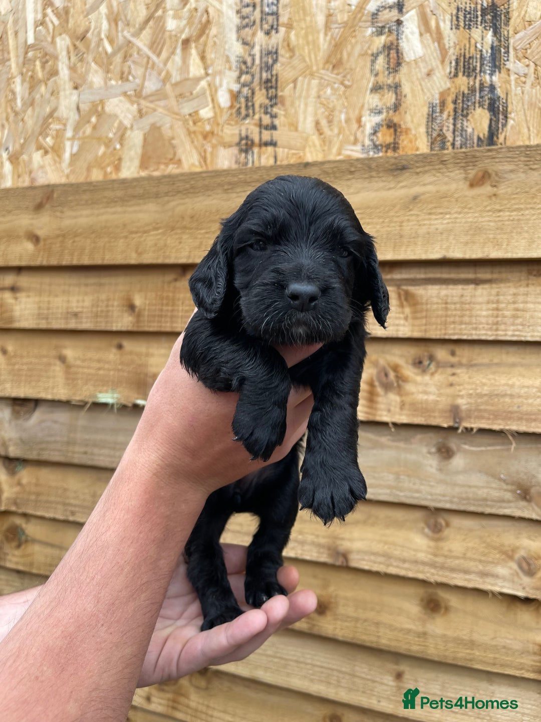 Cocker Spaniel dogs for sale: Cocker Spaniel Pups  - Image 2