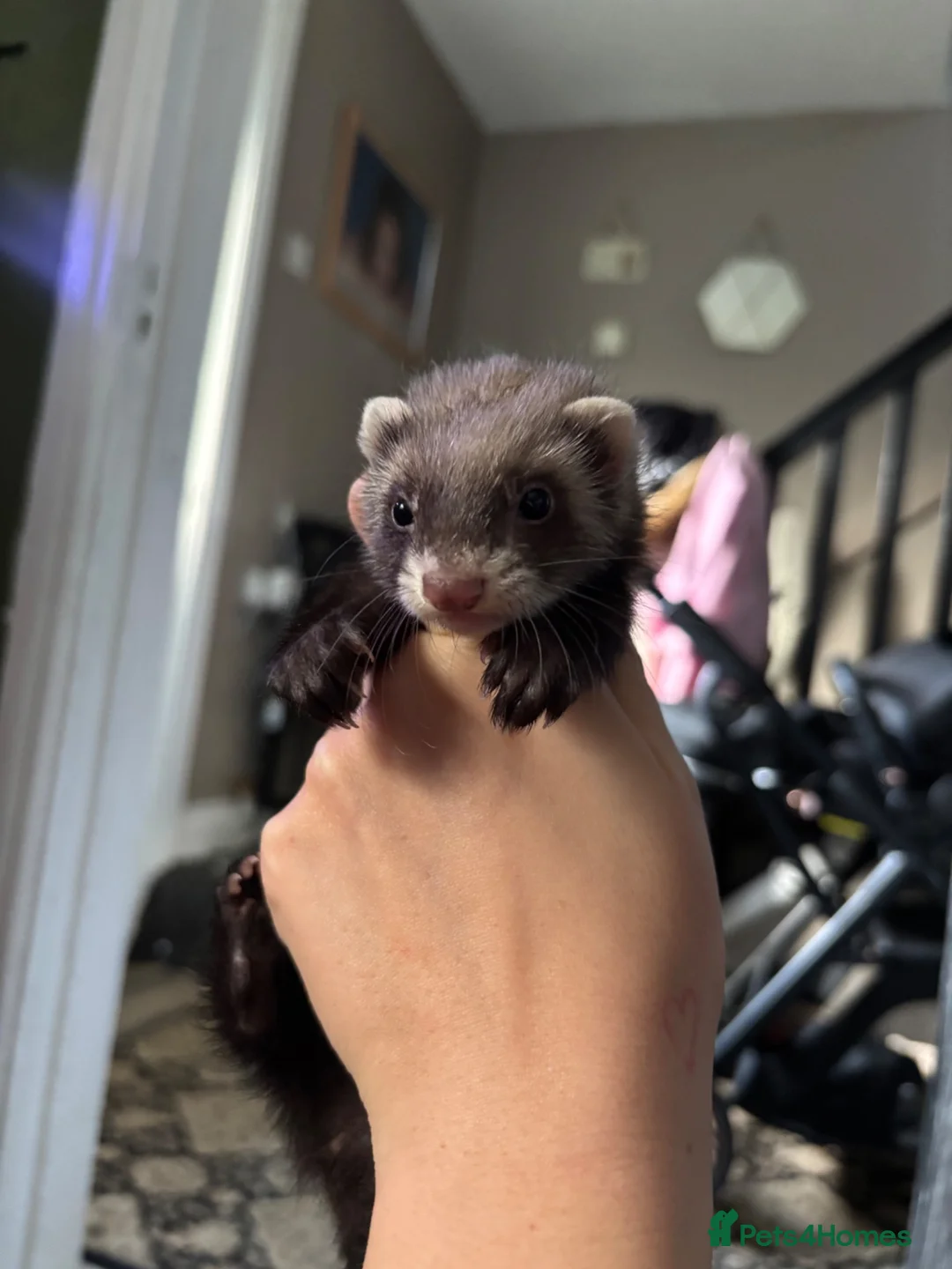 Ferret rodents for sale: ferrets  - Advert 1