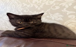 British Shorthair cats for sale: Only 2 girls left ready to go BBSH - Image 2