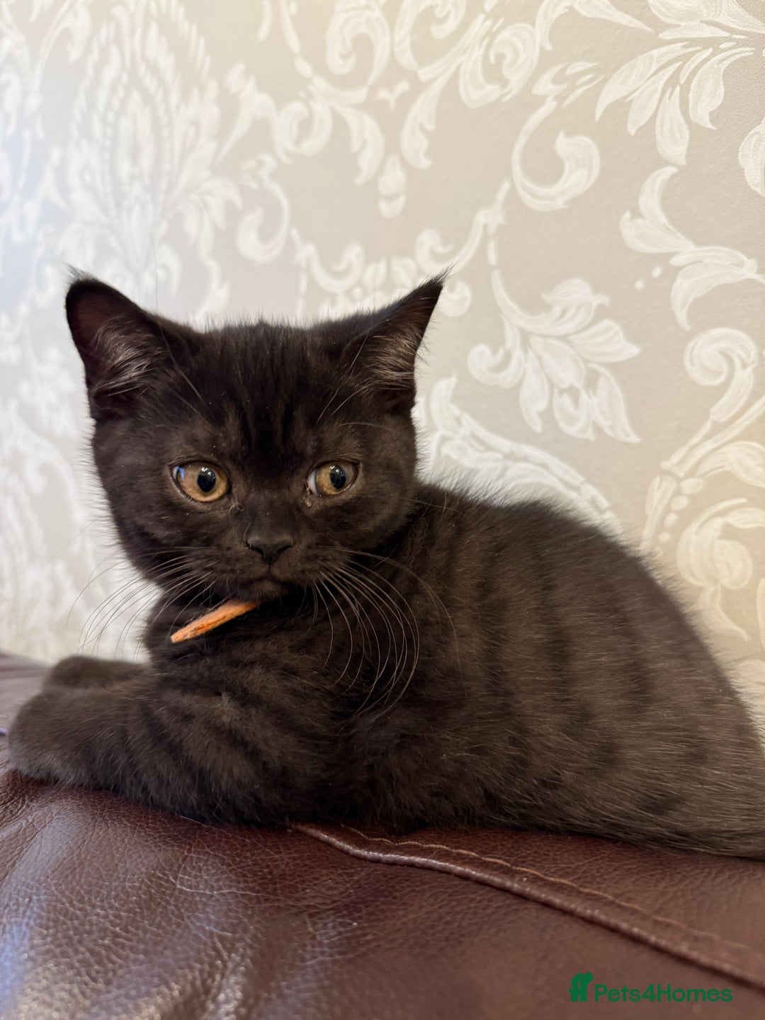 British Shorthair cats for sale: Only 2 girls left ready to go BBSH - Image 2