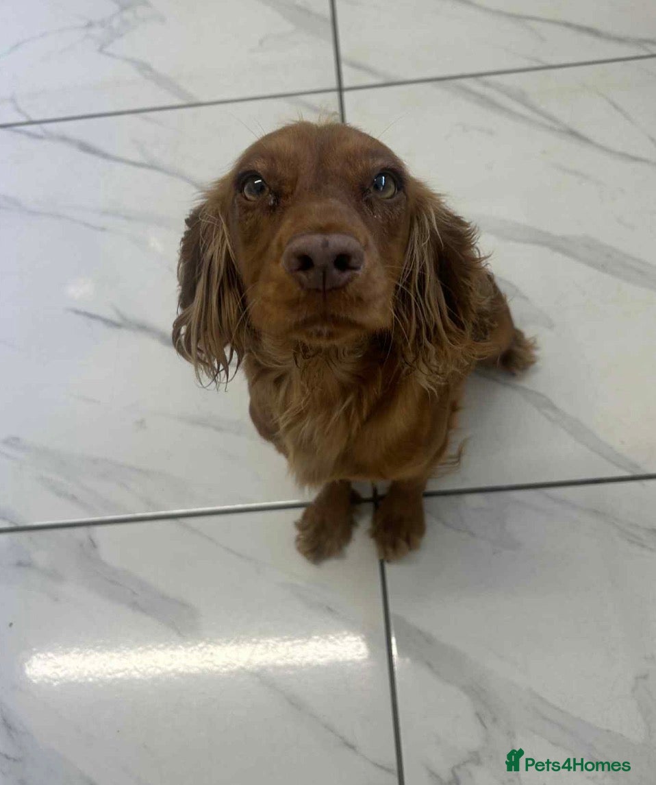 Cocker Spaniel dogs Cocker spaniel - Advert 1