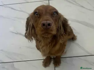 Cocker Spaniel dogs Cocker spaniel - Advert 7