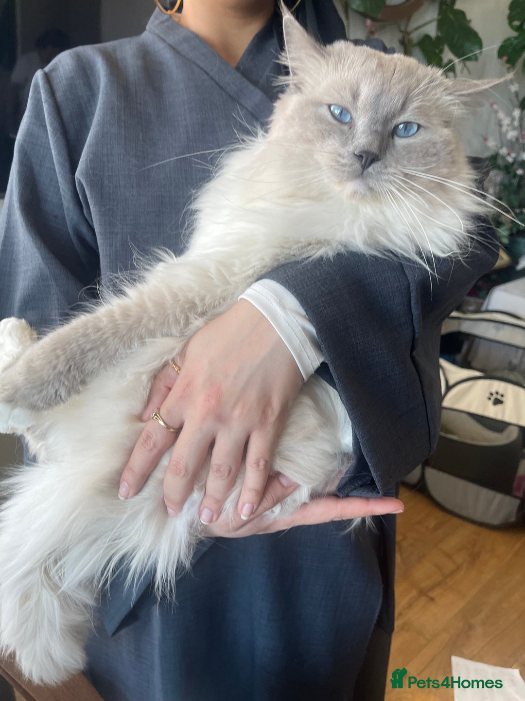 Ragdoll cats for stud: BIG beautiful GCCF & TICA Active Ragdoll Stud! in London - Image 2