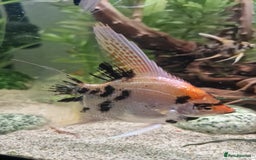 Angelfish fish for sale: Koi Angelfish - Image 3