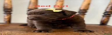 Labrador Retriever 8