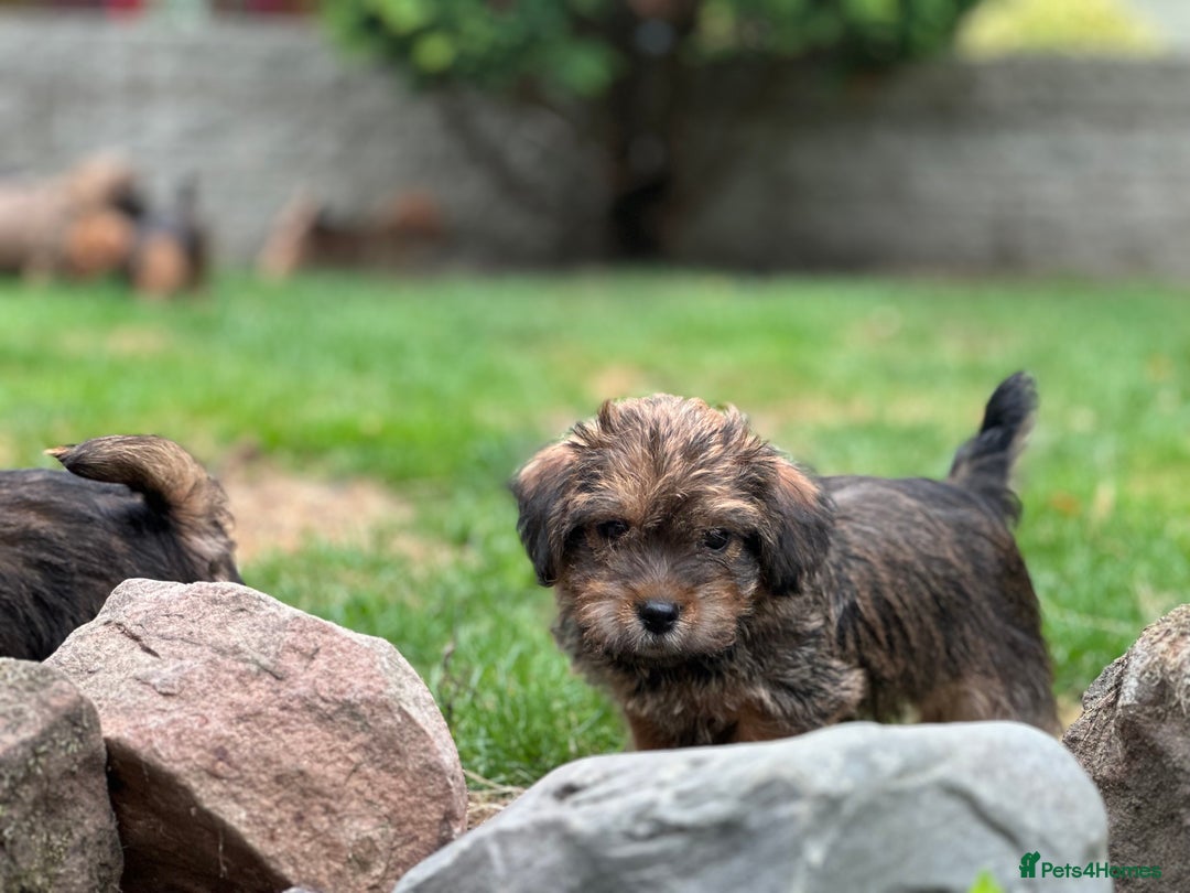 Mixed Breed dogs for sale: Stunning Norfolk terrier x jrt pups ready now - Image 23