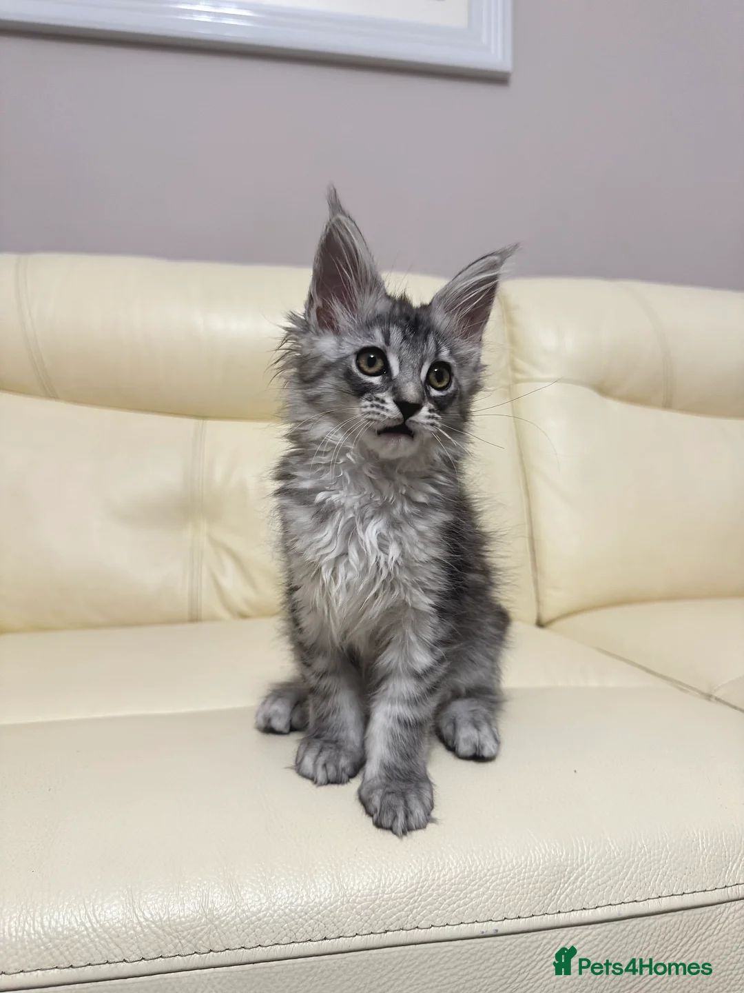 Maine Coon cats for sale: MaineCoonKitten🏆20+gen🧬Outstadning Full Pedigree - Advert 29