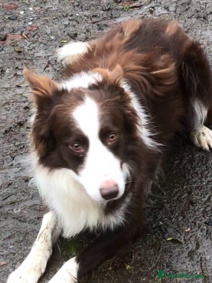 Border Collie dogs Stunning red working collie health tested proven in Dunblane - Advert 3