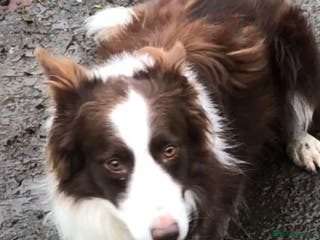 Border Collie dogs Stunning red working collie health tested proven in Dunblane - Advert 6