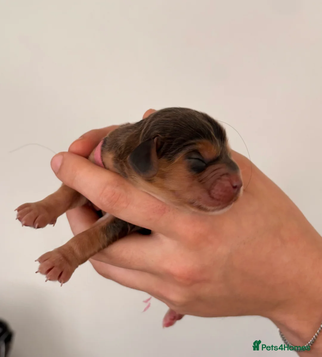 Cocker Spaniel dogs for sale: Beautiful litter of 9 cocker spaniel puppies 🥰 - Advert 13