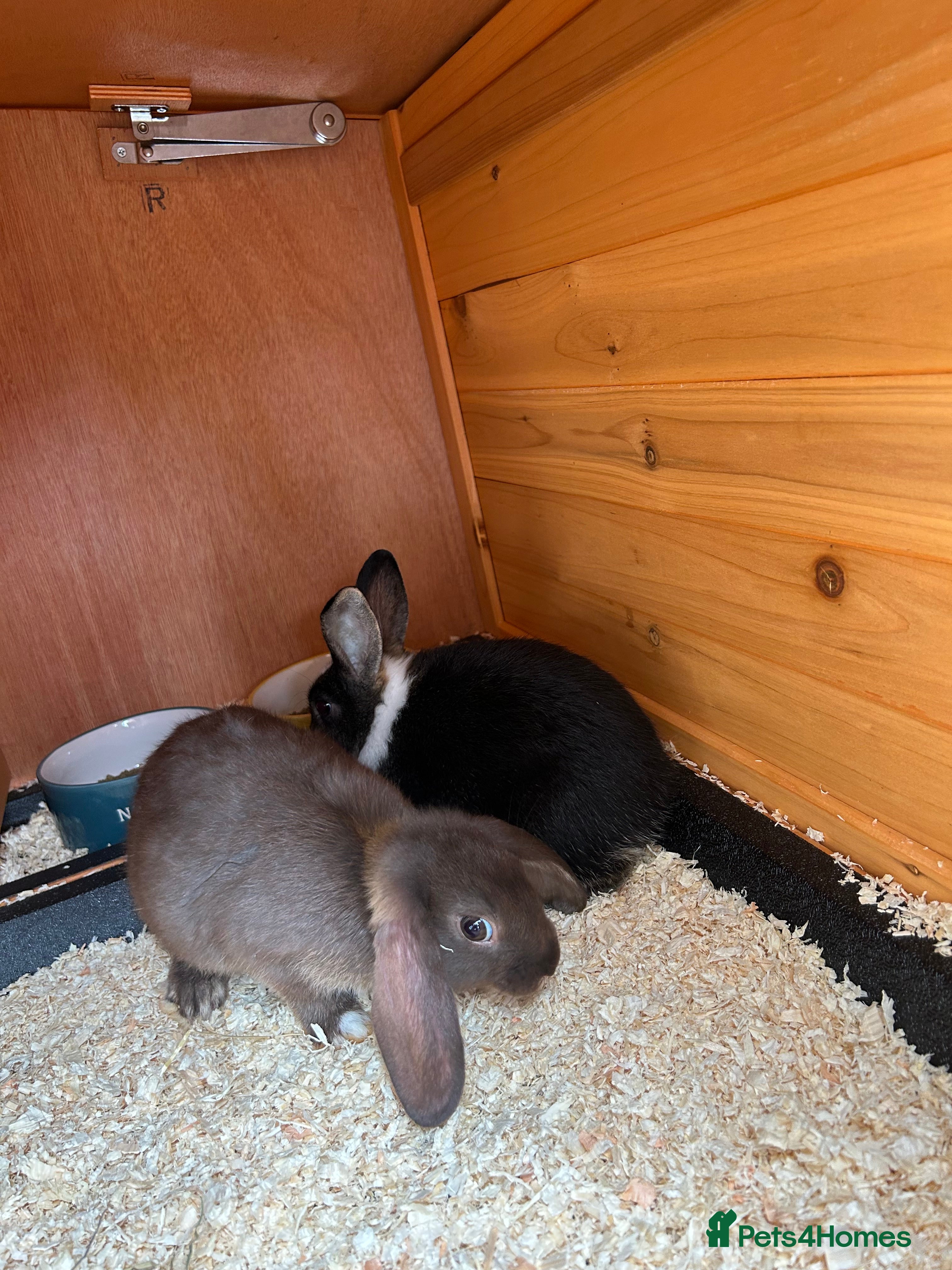 Mixed Breed rabbits Two female mixed breed rabbits  - Advert 16