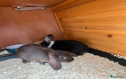 Mixed Breed rabbits for sale: Two female mixed breed rabbits  - Image 1