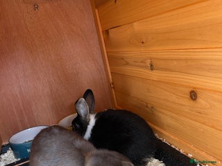 Mixed Breed rabbits for sale - Advert 1